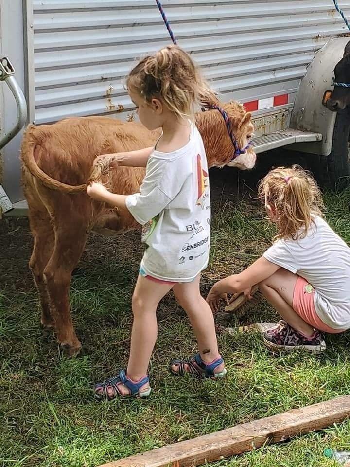 Two little girls are standing next to a brown calf.