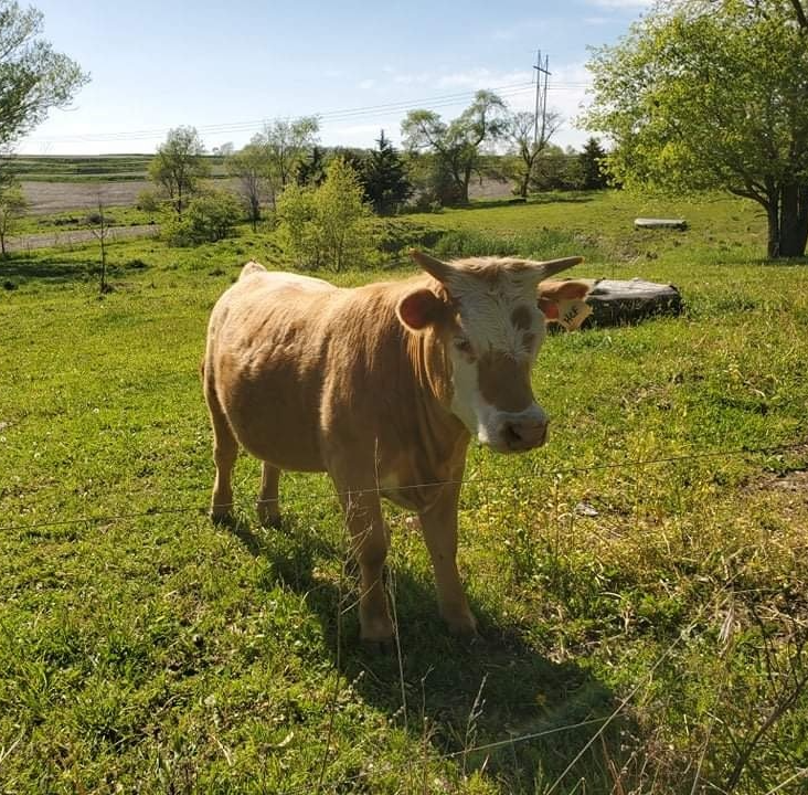 A brown and white cow standing in a grassy field