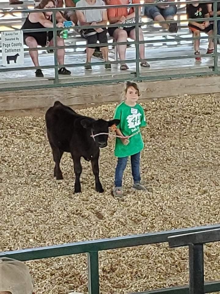 A young boy in a green shirt is standing next to a black cow.
