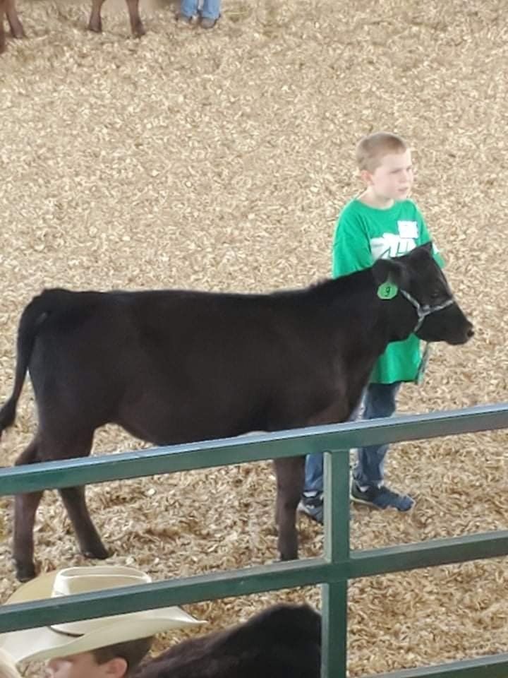 A boy in a green shirt stands next to a black cow