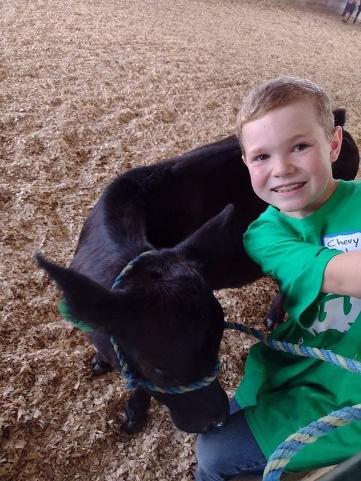 A young boy in a green shirt is petting a black cow