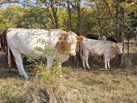 A couple of cows standing next to each other in a field.