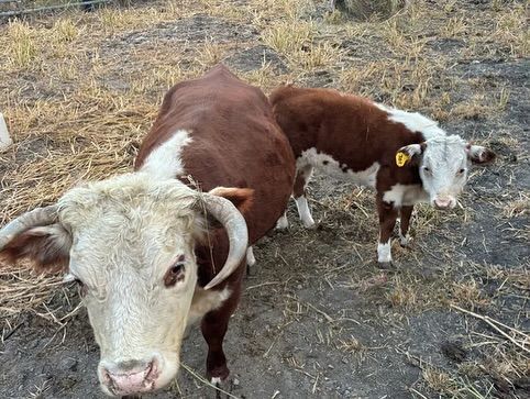 Two cows are standing next to each other in a field.