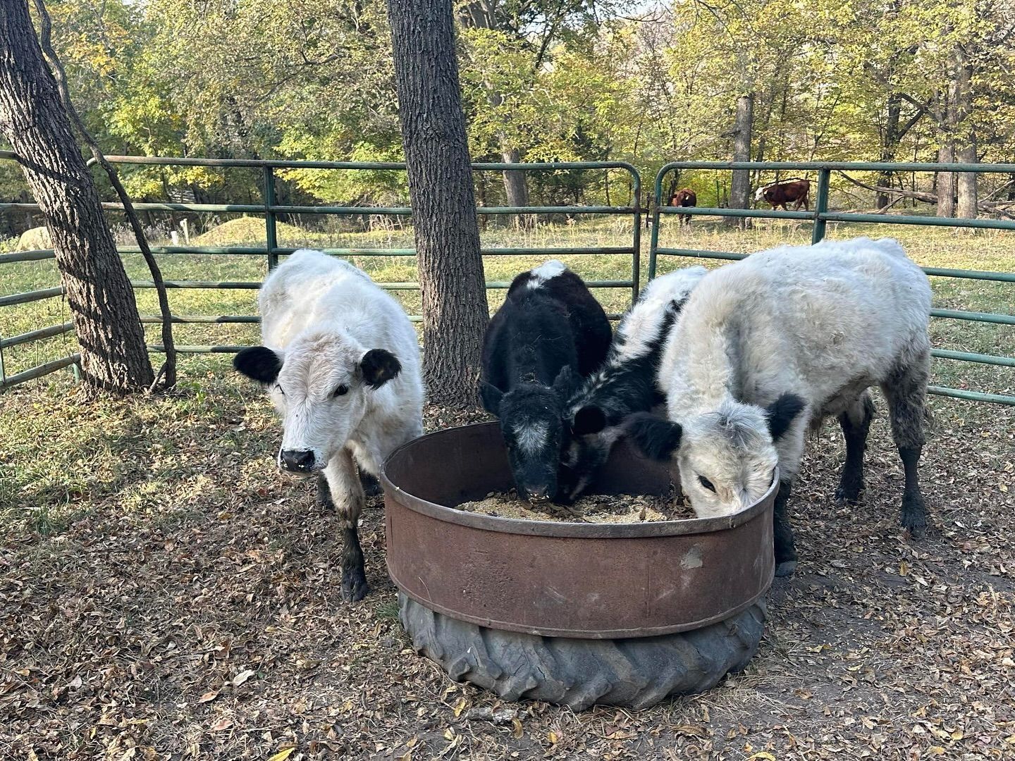 Three cows are eating from a tire in a pen.