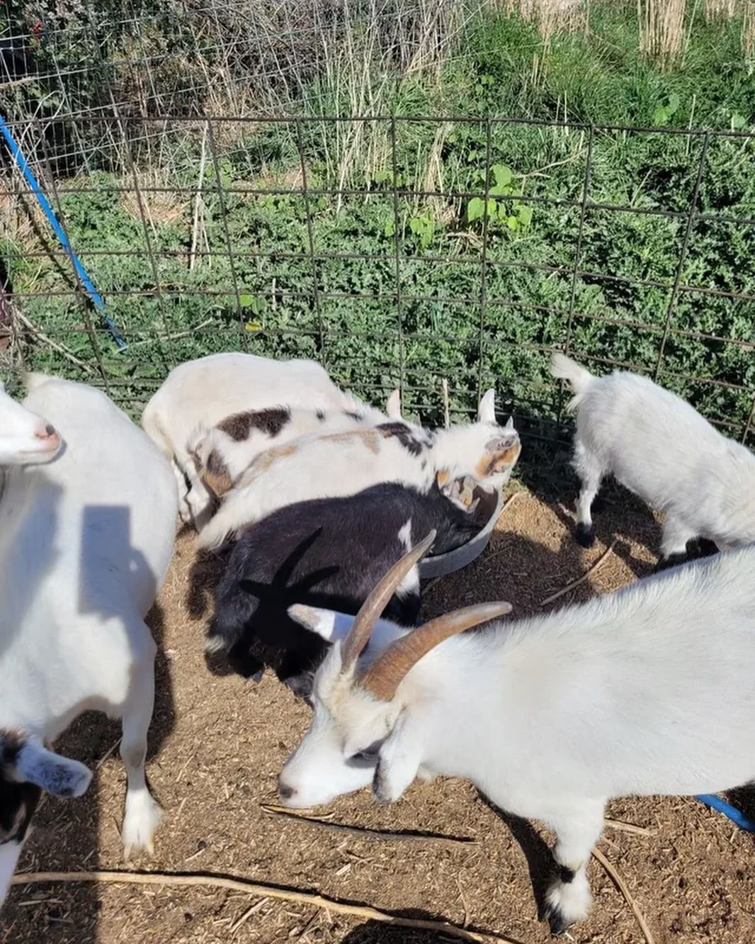 A herd of goats are standing in a fenced in area