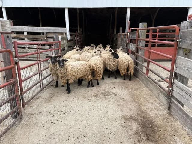 A herd of sheep are standing in a pen in a barn.