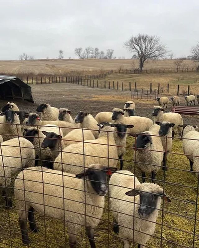 A herd of sheep standing behind a wire fence in a field.