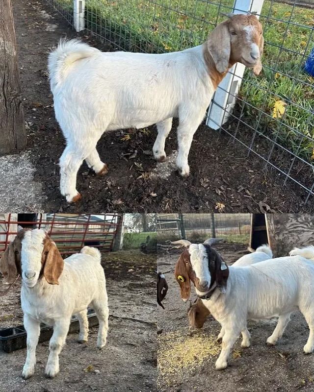 A group of goats standing next to each other in a pen.