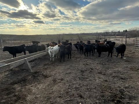 A herd of cattle standing next to a trough in a field.