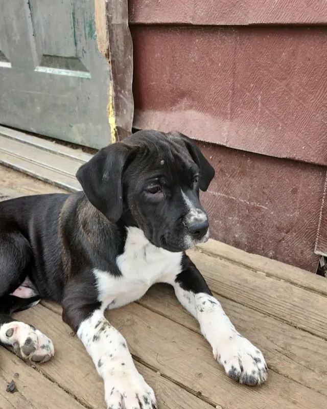 A black and white dog laying on a wooden deck