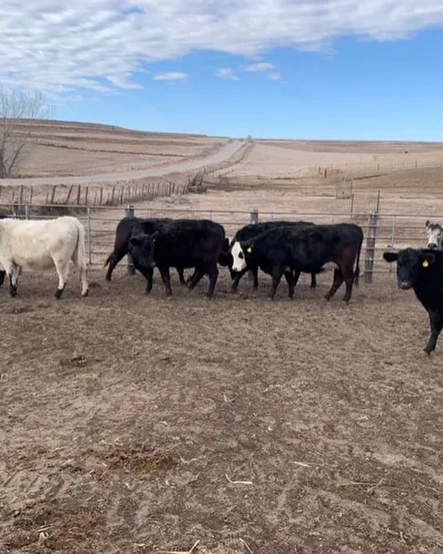 A herd of cows are standing in a dirt field.