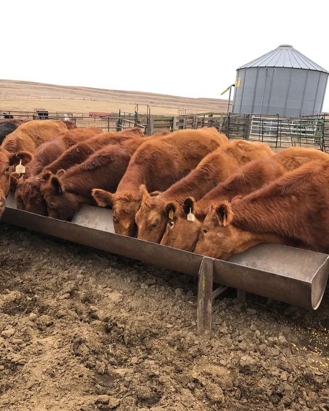 A herd of cows are eating from a trough in a dirt field.