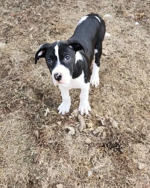 A black and white puppy is standing in the grass looking at the camera.