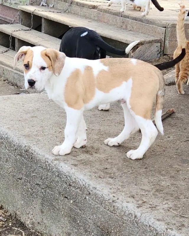 A brown and white puppy is standing on a sidewalk next to a group of cats.