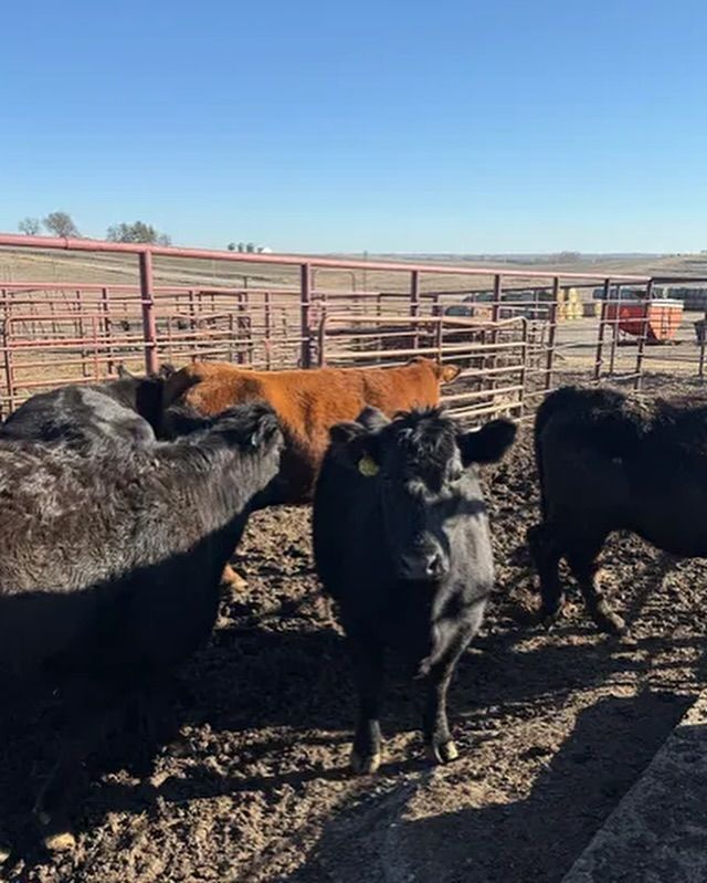 A herd of cows are standing in a pen looking at the camera.