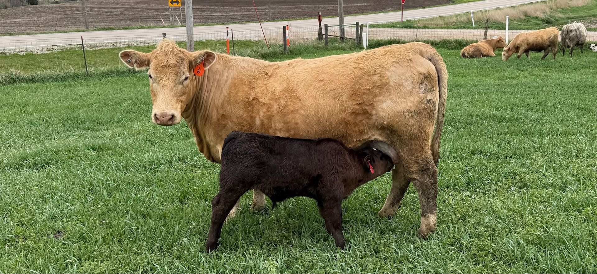 A cow is nursing her calf in a grassy field.