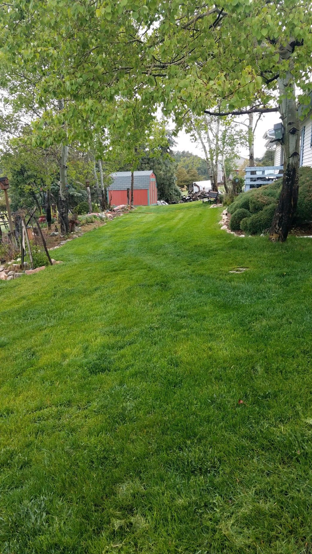 A lush green lawn with a red barn in the background .
