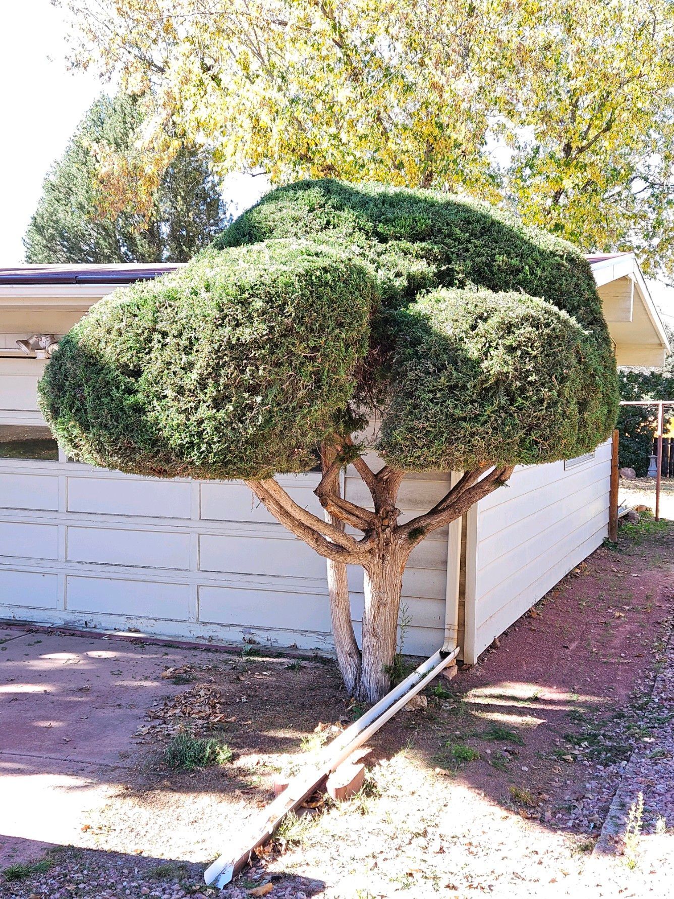 A neatly pruned tree near a garage door .