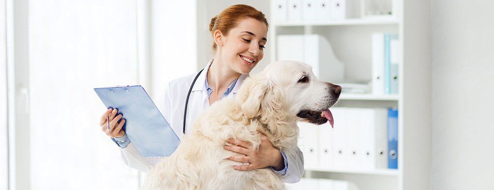 Dog checkup