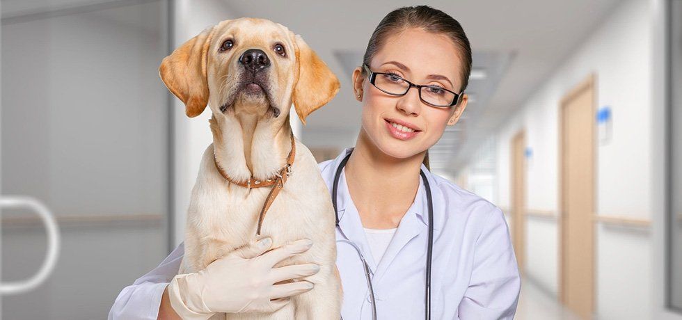 veterinarian doctor and dog at vet clinic
