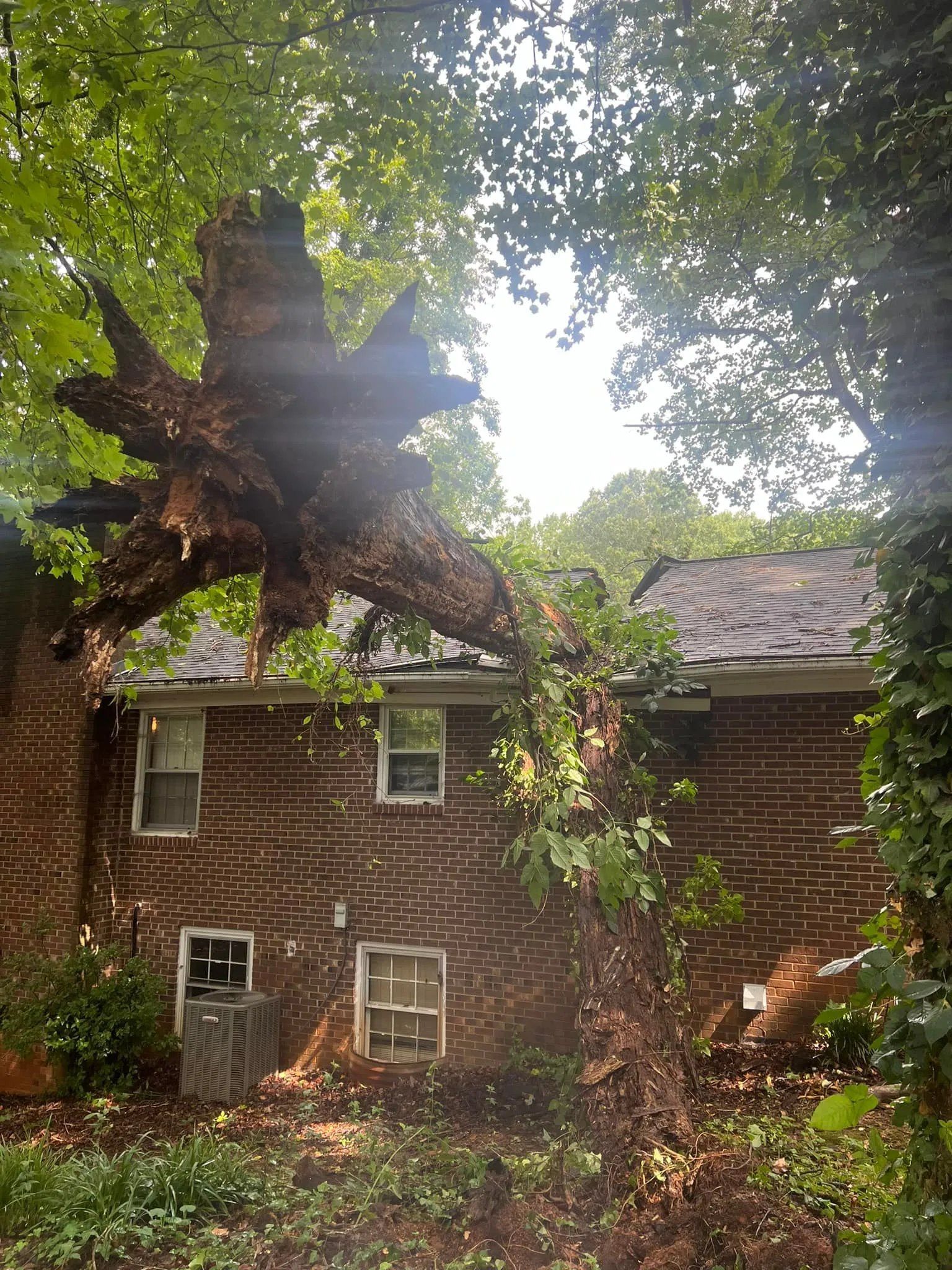 Fallen tree on a brick house. Large roots visible. Green leaves, sunny sky.