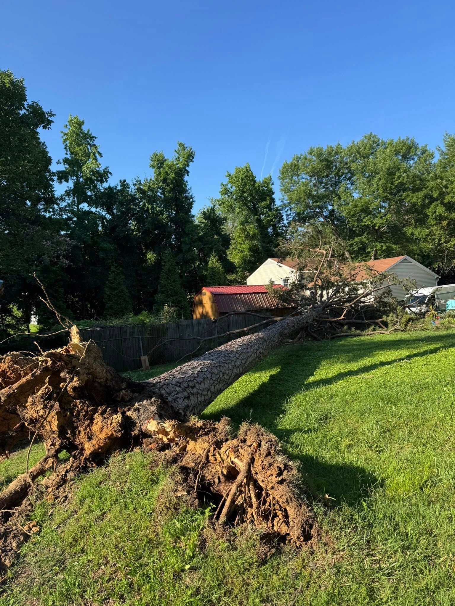Fallen tree on a grassy lawn, uprooted, with a house and trees in the background under a blue sky.