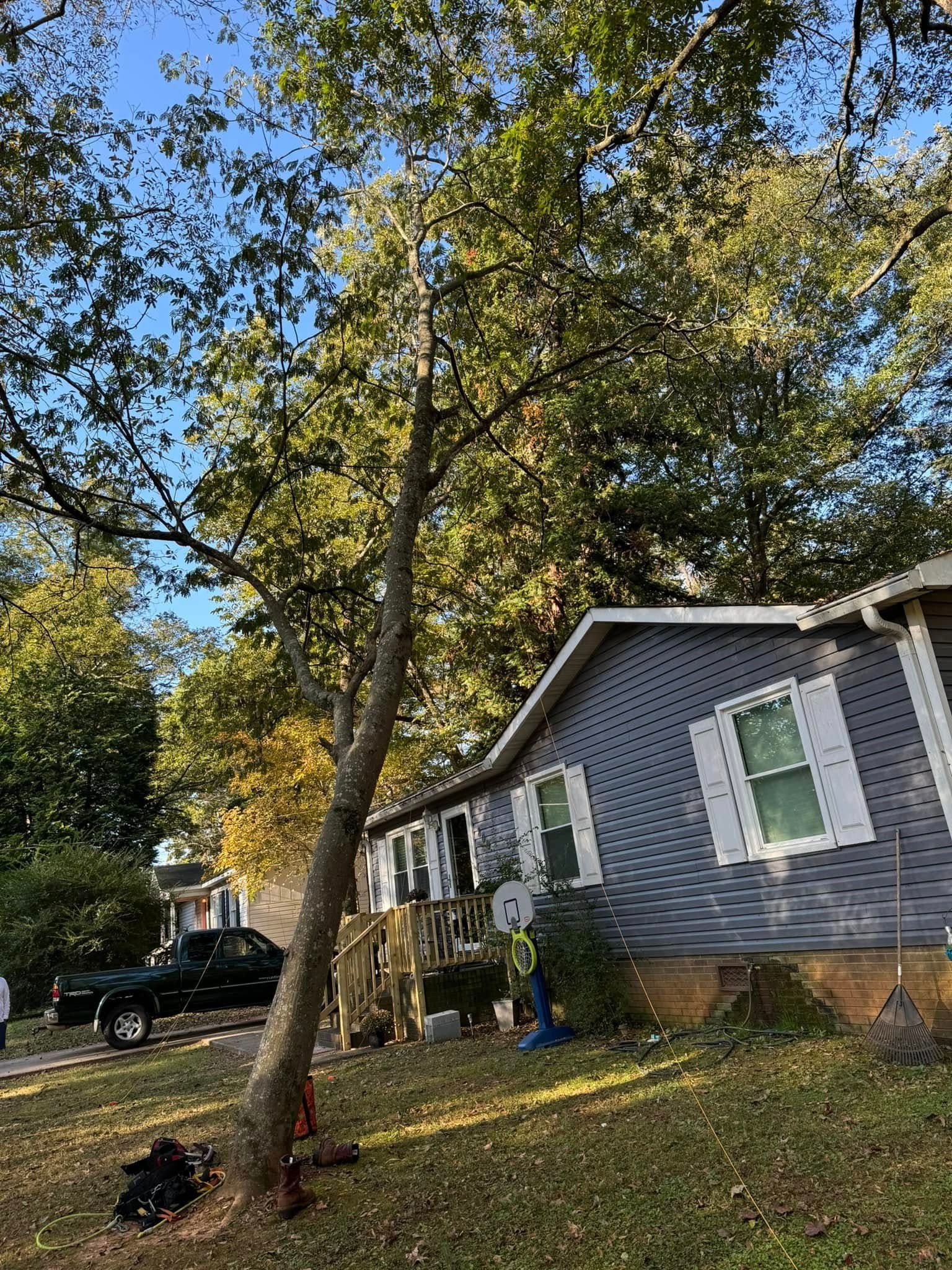 Tree leans over a blue house with white shutters. Sunlight shines, highlighting the foliage and lawn.