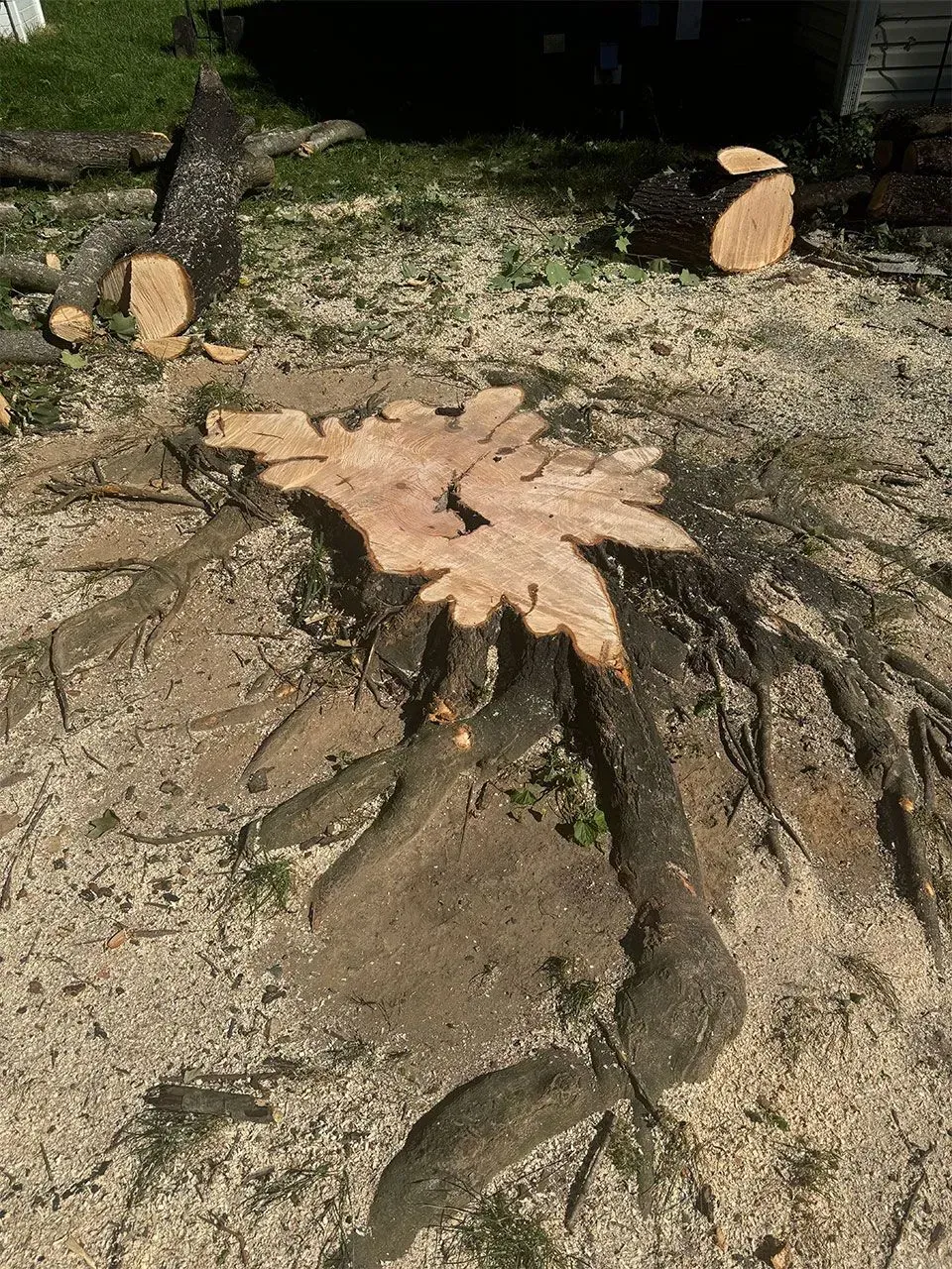 Tree stump with exposed roots and cut logs on the ground, surrounded by sawdust.