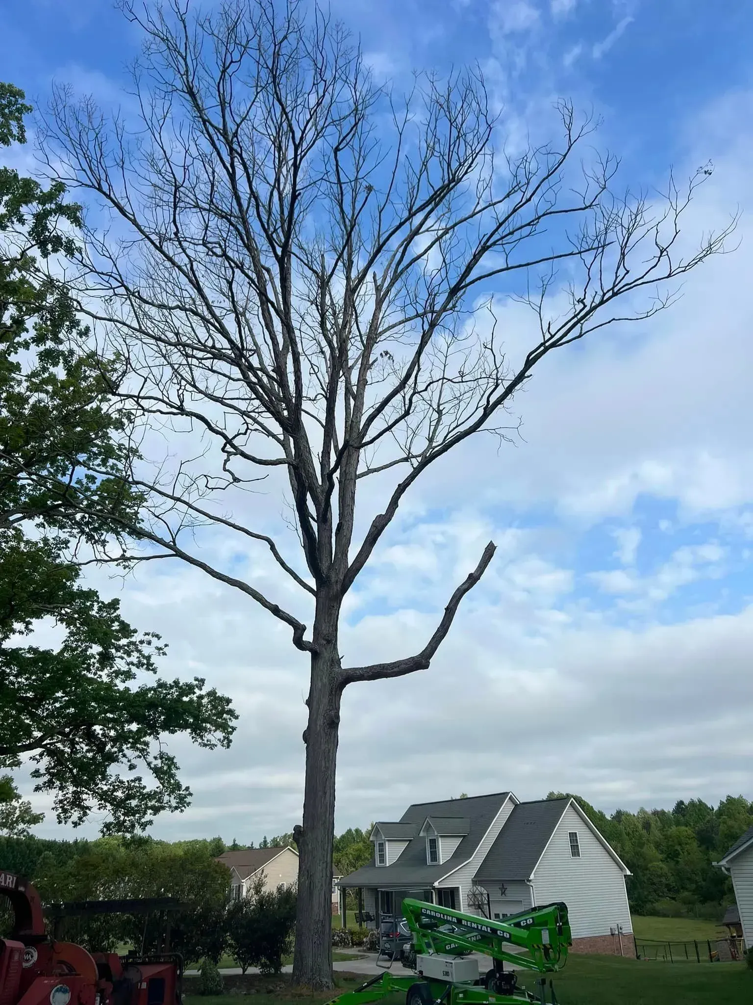 Tall, bare tree against a cloudy sky, houses in the background.