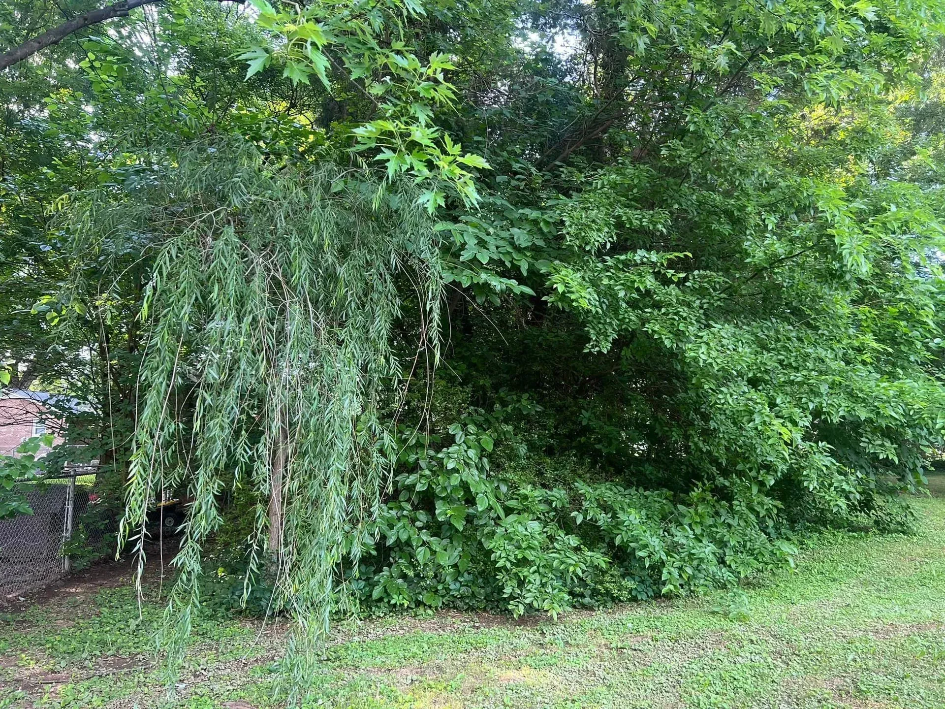 Lush green trees and bushes in a yard. Some branches droop down; a grassy area in front.
