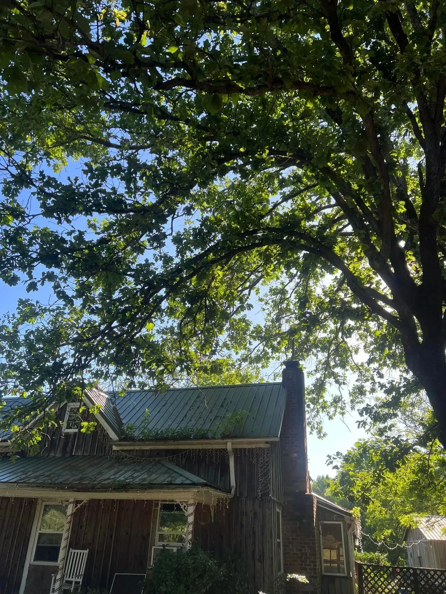 House with a green roof and chimney, under a large tree with green leaves.