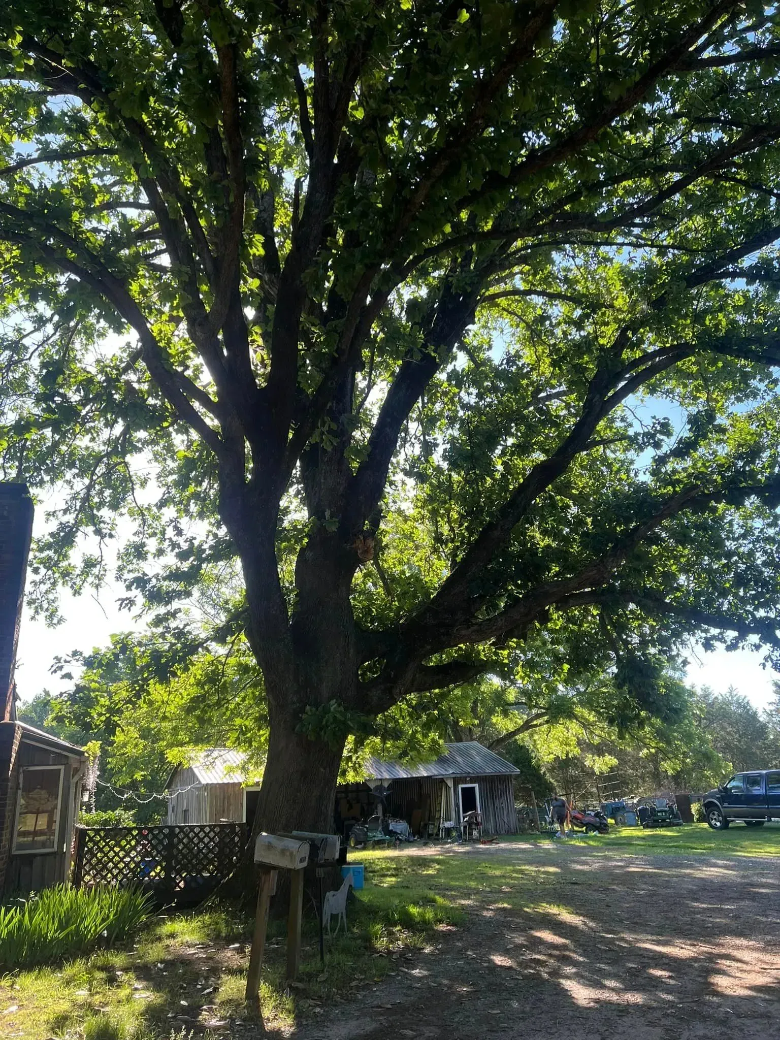 Large tree shading a rustic wooden house. Bright green leaves with a blue sky peeking through.