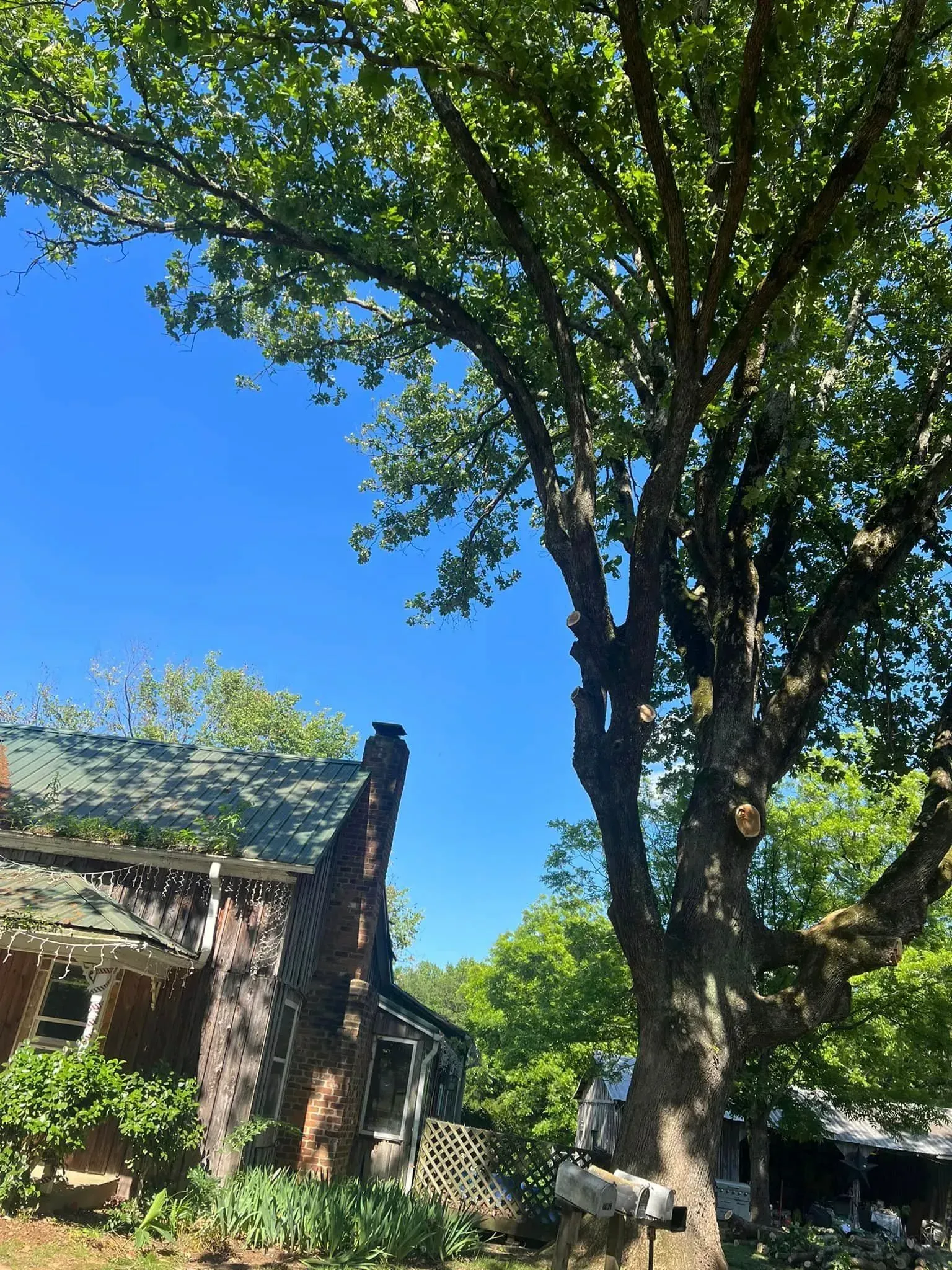 Old brick house with a tall tree against a bright blue sky.
