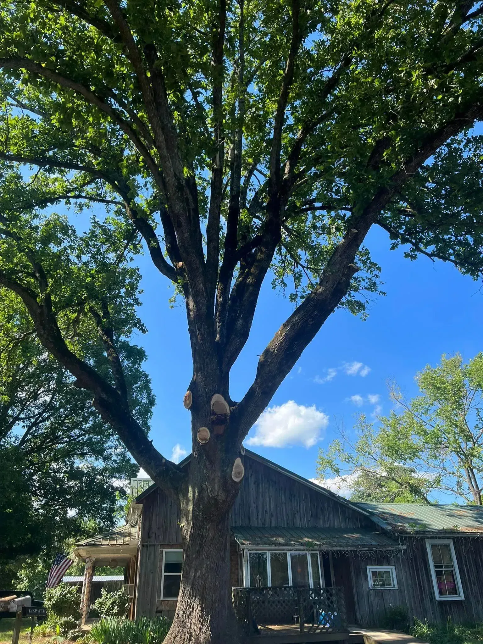 Large tree in front of a rustic cabin, with blue sky and white clouds.
