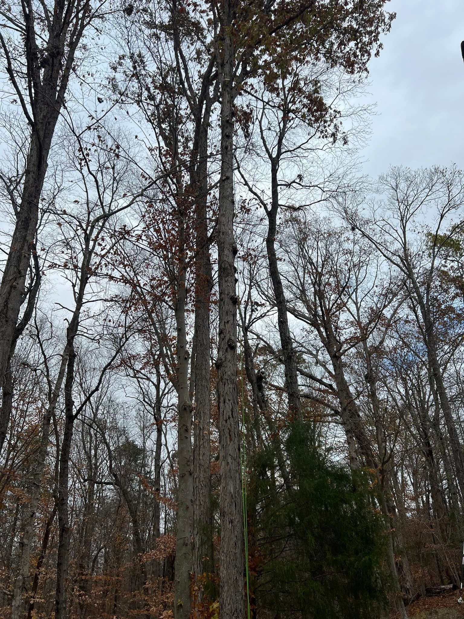 Tall trees with bare branches against a cloudy sky in a wooded area.