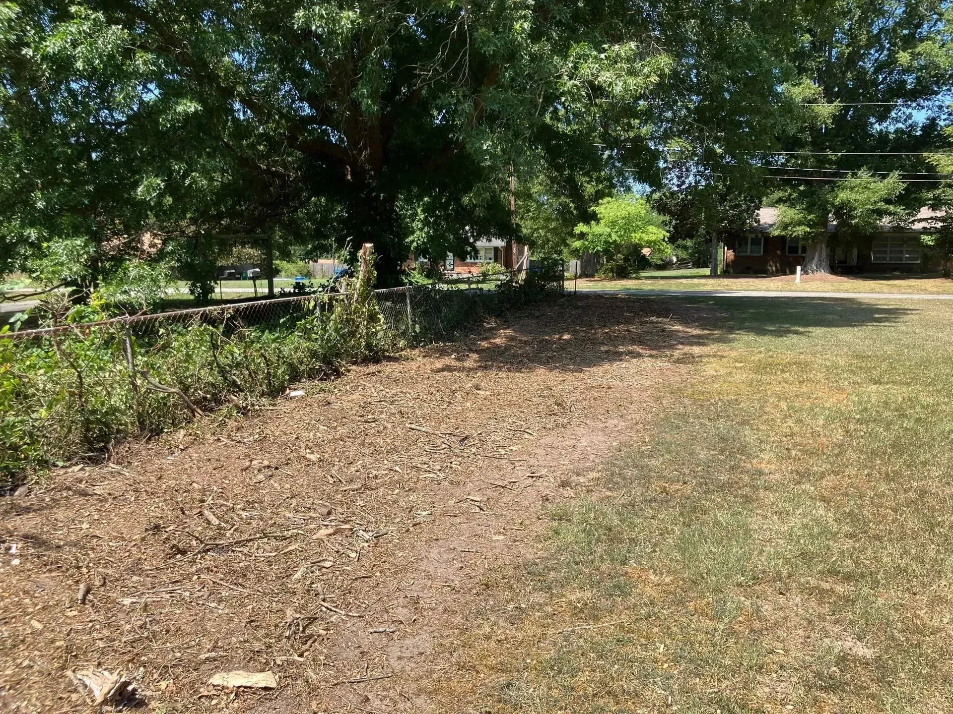 A sunny yard with a tree, dried leaves, a fence, and a house in the background.