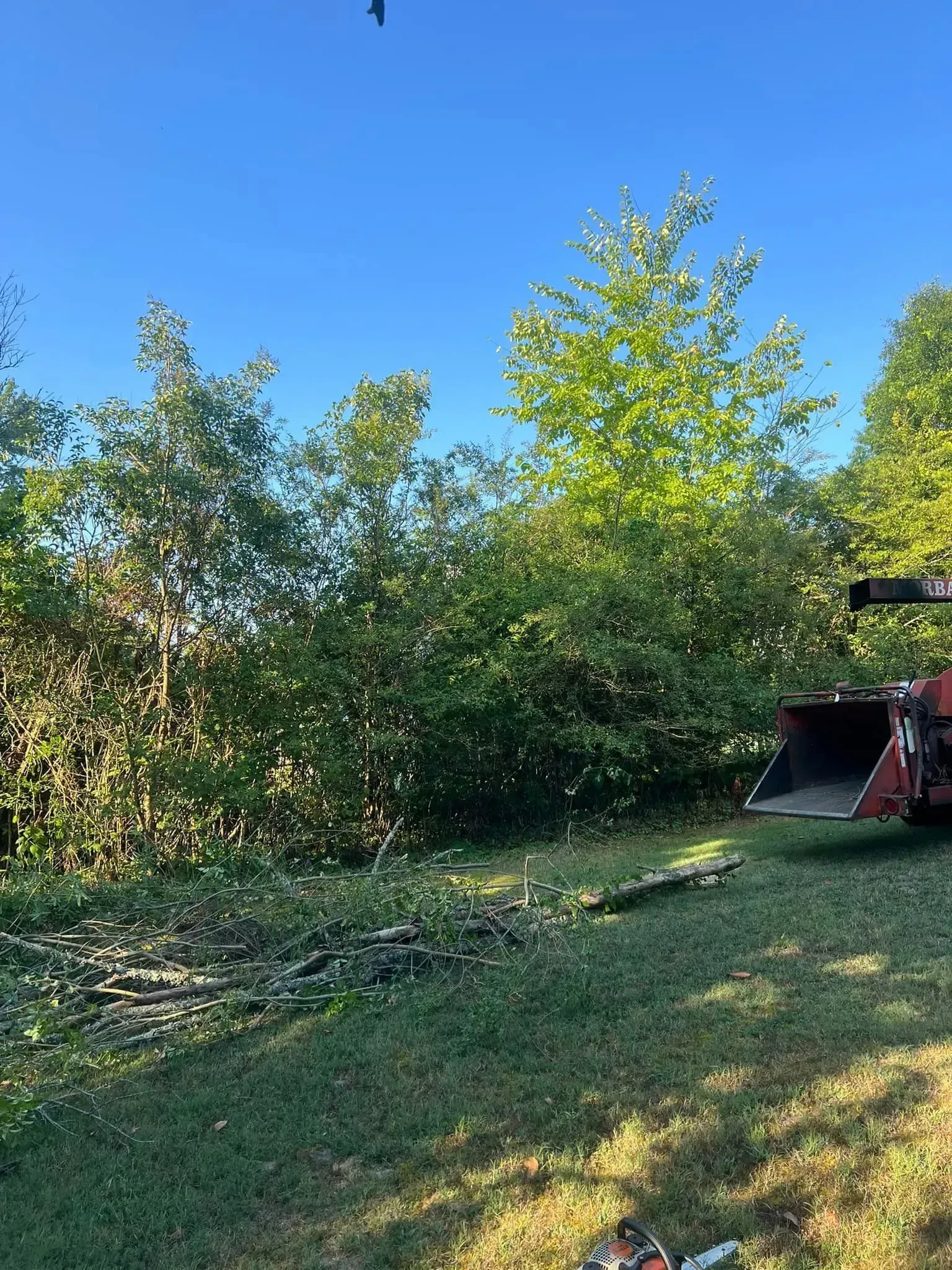 A red tractor with bucket near a pile of branches and bushes under a clear blue sky.
