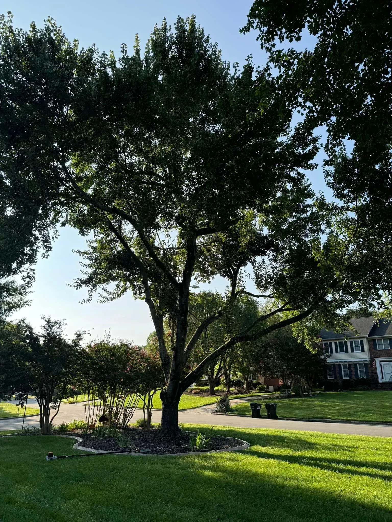 Mature tree in a sunny park, surrounded by green grass and neighborhood houses.