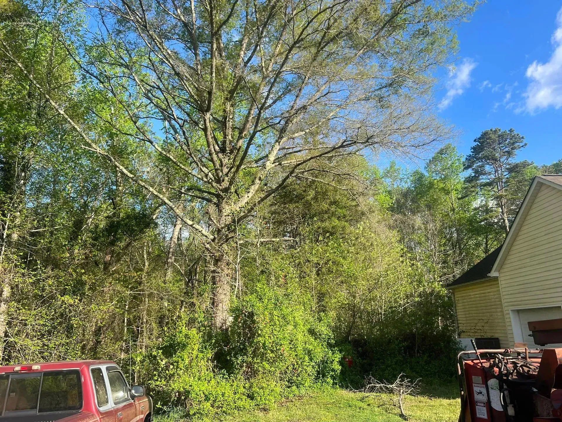 Large tree with light-colored bark surrounded by green foliage, near a yellow building and parked vehicles, under a blue sky.