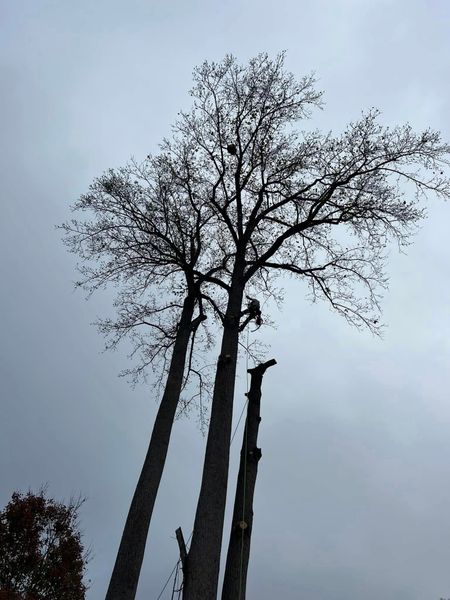 Tall tree being trimmed by a worker against a cloudy sky.