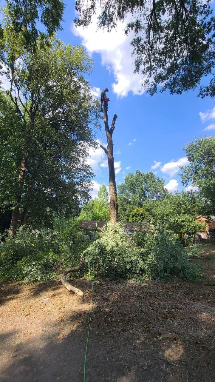 Man cutting down a tall tree in a sunny, outdoor setting with a blue sky.