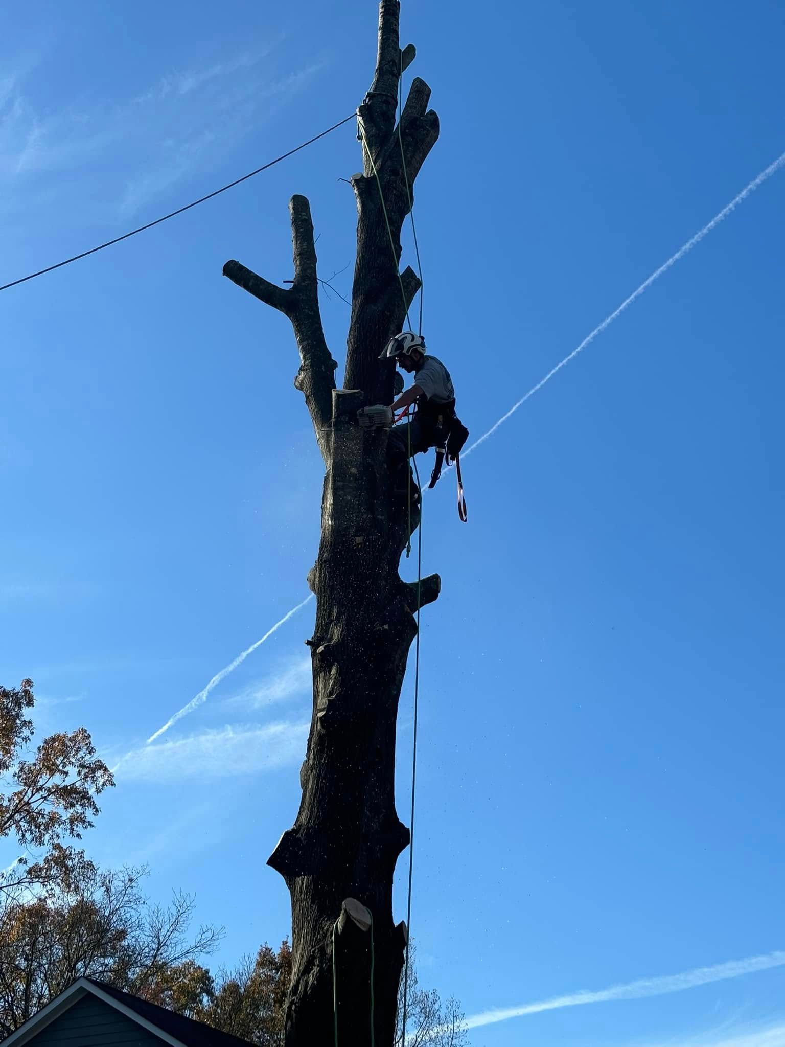 Tree worker trimming a tall, bare tree, with clear blue sky and power lines in the background.