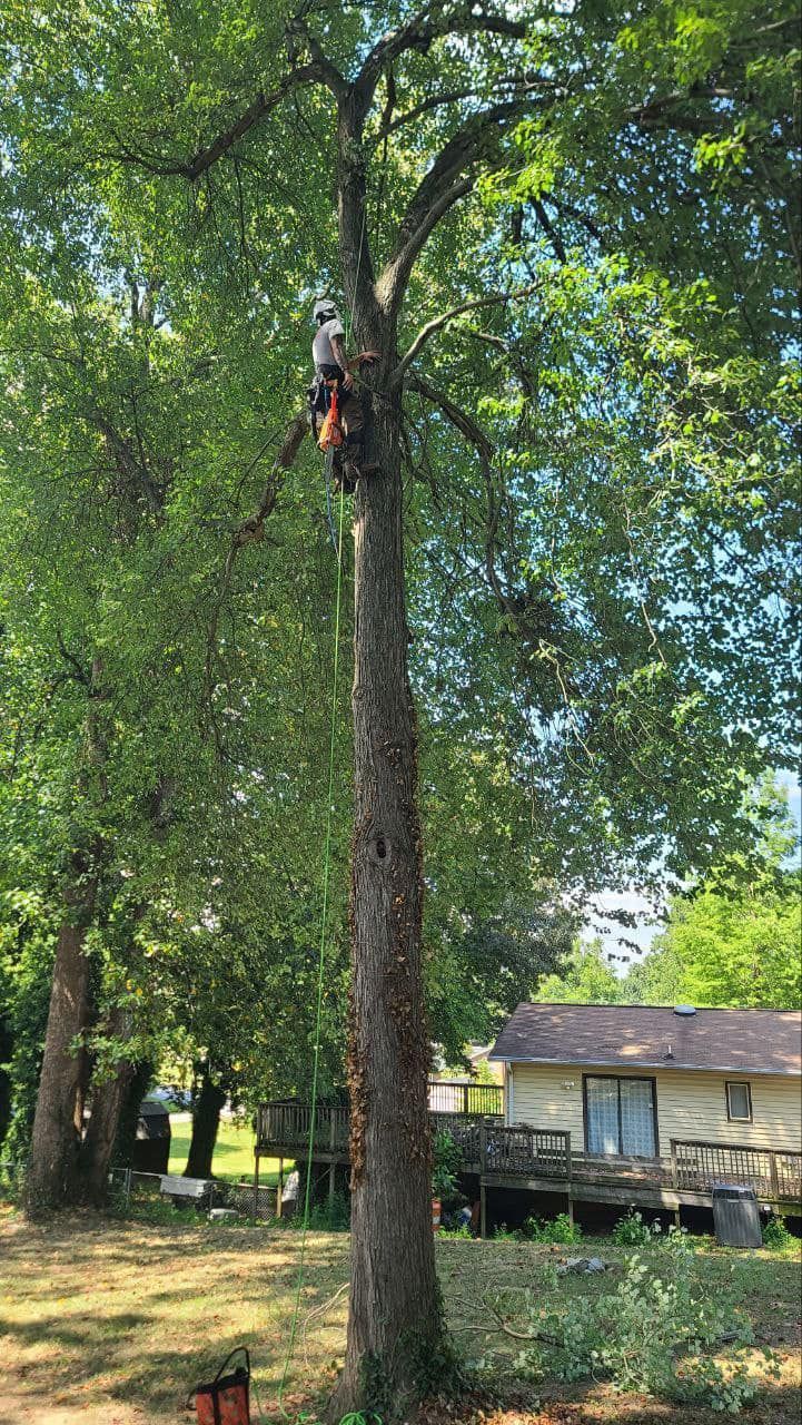 A tree service worker in a tall tree, trimming branches near a house.