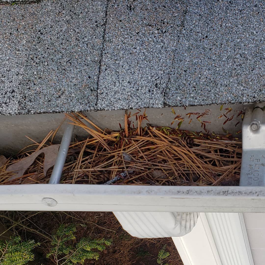 A gutter filled with pine needles and leaves on a roof.