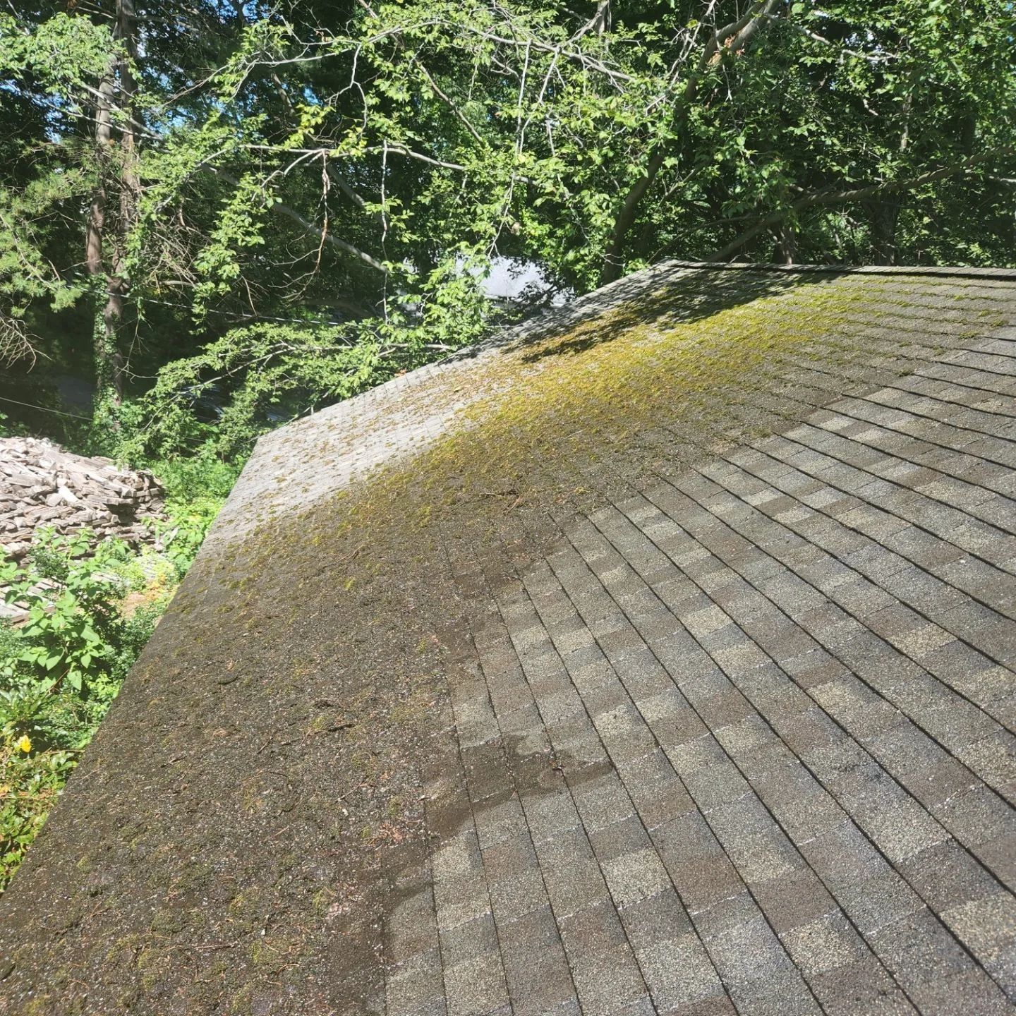 A roof with moss growing on it and trees in the background