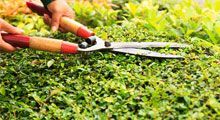 Shrub and tree trimming