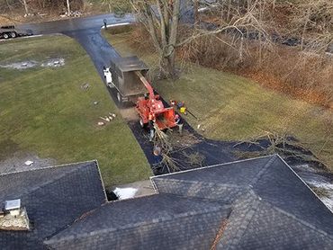 Tree Trimming