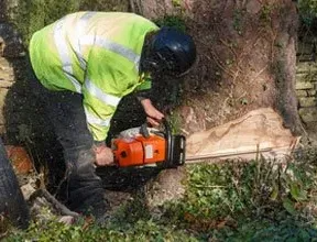 Tree Removal