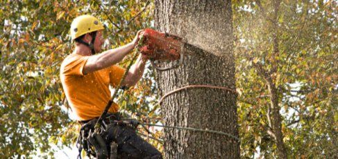 Tree removal lynn haven fl
