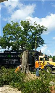 Tree service panama city fl